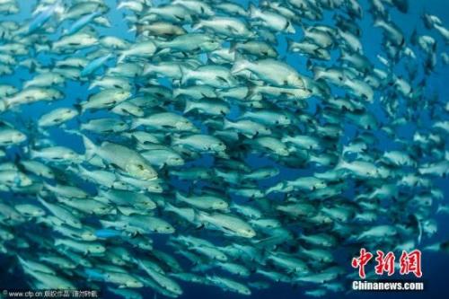 據(jù)日媒報(bào)道，日本京都大學(xué)環(huán)境工程學(xué)副教授田中周平等組成的團(tuán)隊(duì)日前匯總的調(diào)查結(jié)果顯示，將海面漂浮的“微塑料”吸入體內(nèi)的魚(yú)類在東京灣、大阪灣、琵琶湖等國(guó)內(nèi)大范圍內(nèi)被發(fā)現(xiàn)，占到調(diào)查總體的四成。資料圖：海中魚(yú)群據(jù)報(bào)道，“微塑料”是指塑料袋、塑料瓶等被紫外線和海浪破壞后形成的小于5毫米的垃圾
