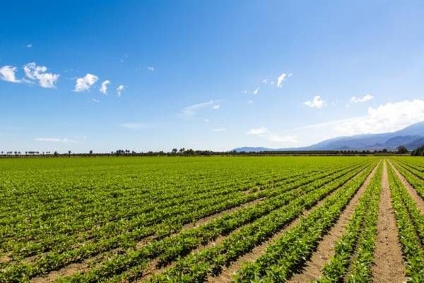 　　来自美国爱荷华州立大学的植物科学家已经开发出了一种可以贴在植物上的小型石墨烯传感器，为研究人员和农民提供了更多的数据，从而可以带来更加稳健的年度收获。&nbsp;&nbsp;图片来自材料牛&nbsp;　　基于石墨烯的新型传感器可以为农民提供更精确的测量，以确定农作物需要多长时间才能充分发挥其潜力