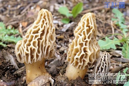 华阳绿建光伏
光伏农业大棚,棚顶发电+棚内种植菌菇,增加收入好帮手。
坐标:辽宁省开原市庆云堡镇王屯村