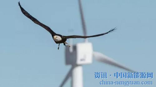                                                                                                                                                 	　　杜克能源可再生能源公司（Duke Energy Renewables）已经下达了24台IdentiFlight的订单，作为禽类保护计划的一部分安装在怀俄明州的&ldquo;世界之巅&rdquo;风电项目。	　　