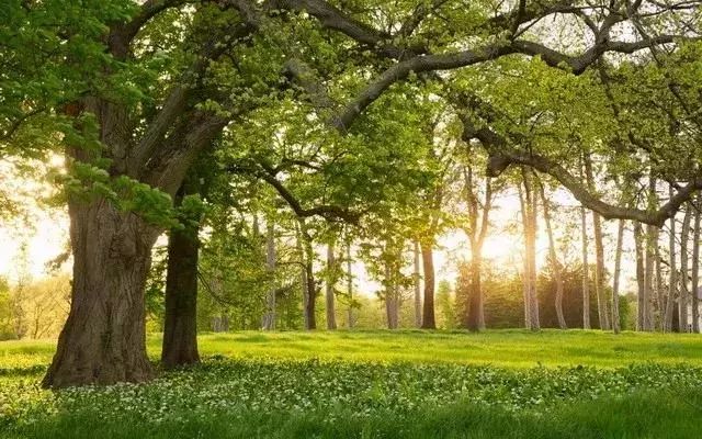             	我们都知道，种植树木主要是为了美观和清新空气。然而，法国一位50多岁的老大爷
