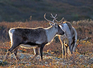                 	                     据报道，挪威政府拒绝了拜格兰风力发电场的计划，因为他们担心这可能威胁该地区的野生驯鹿的生态环境。  尽管该地区的风能资源非常丰富