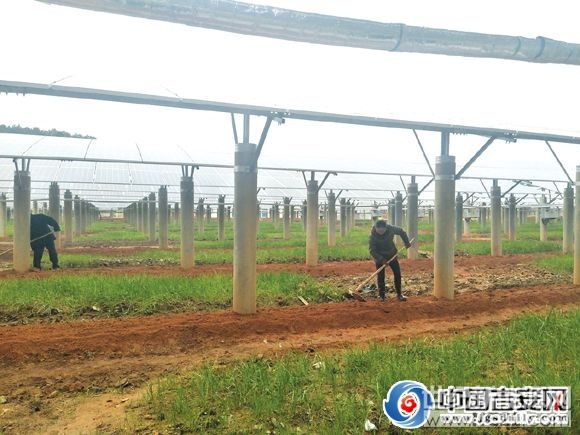 村民正在光伏设备下劳作&ldquo;现在是阴天，也在发电。电站建好了，我们还在这些设备下面的空地进行中草药种植，专门聘请了村里以及周边村的贫困户，这段时间，几乎每天都有50多个员工在务工