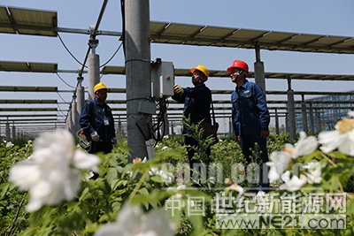  4月19日，安徽省宿州市埇橋供電公司新河供電所員工在埇橋區(qū)光伏牡丹基地檢查維護(hù)光伏發(fā)電設(shè)備。為助力當(dāng)?shù)剞r(nóng)業(yè)經(jīng)濟(jì)發(fā)展,埇橋供電公司組織員工，對埇橋區(qū)光伏牡丹基地的光伏發(fā)電設(shè)備進(jìn)行定期巡查維護(hù)，保障光伏牡丹基地可靠供電