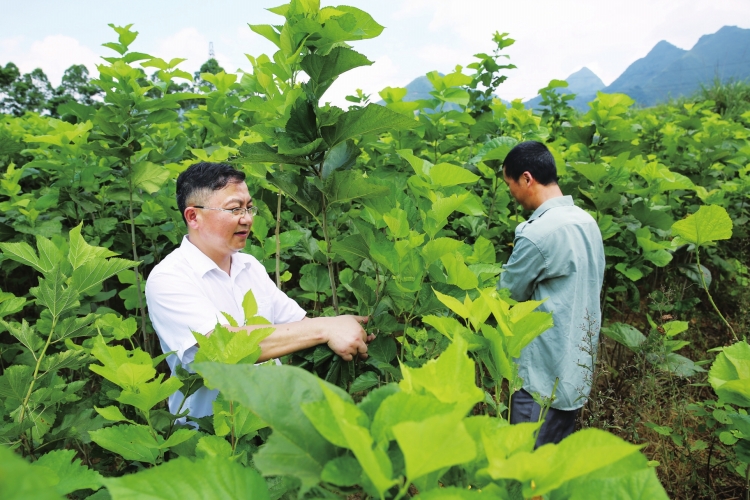 　　广西南宁上林县云桃村第一书记冯久龄和贫困户一起摘桑叶。　黄瑜爽 摄　　4月15日，广西召开2016&mdash;2017年度&ldquo;美丽广西&rdquo;乡村建设（扶贫）工作队工作总结表彰暨新选派队员动员会，广西电网公司成为唯一荣获2016&mdash;2017年度&ldquo;美丽广西&rdquo;乡村建设（扶贫）先进后盾单位的驻桂央企，广西电网公司扶贫工作领导小组办公室荣获&ldquo;自治区脱贫攻坚先进集体&rdquo;称号，扶贫干部冯久龄、韦峥、罗伟等3位同志荣获&ldquo;优秀