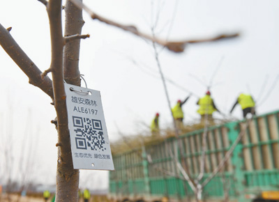  　　雄安新区“千年秀林”栽植苗木上的二维码（3月21日摄）　　新华社记者 牟 宇摄 　　核心阅读　　一座普普通通的小院，改造后成了功能齐全的绿色建筑；一条坑坑洼洼的小巷，改建后即便下雨也能快速渗水、整洁干净。在雄安新区，这样的案例并不少见