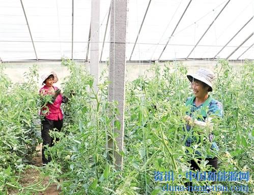                                                                                                                                                                     	图为前羊村菜农在光伏大棚内忙碌着。崔仲恺摄	　　眼下正是蔬菜上市季节，日前，记者走进山东省新泰市翟镇一个光伏蔬菜大棚，前羊村村民徐勤利正忙着采摘成熟的西红柿
