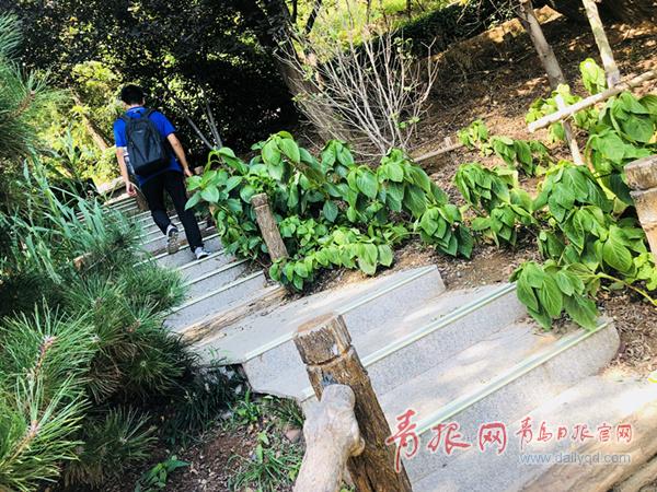 　　山上安装照明设施工程复杂、造价高，前期线路铺设、后期维护和电费等成本一直困扰着园林公司，而光储能“萤火虫”却解决了这些难题。　　青岛首条游山路环保节能微光亮化试点　　嘉定山引来“萤火虫”　　可储能发光，成本较路灯降三成　　“我和老伴每天吃完晚饭都会来嘉定山遛弯，这两天天热，山上有风，凉快